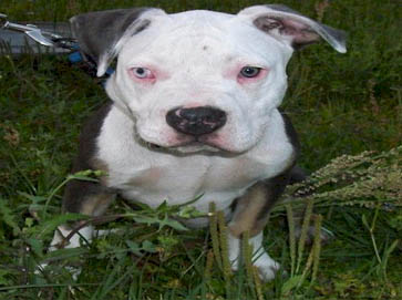 piebald Pit Bull pictures 5