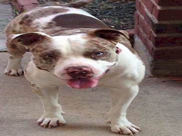 piebald Pit Bull pictures 7