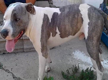 piebald Pit Bull pictures 8