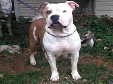 piebald Pit Bull pictures 9