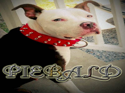 Piebald Pit Bull Pictures