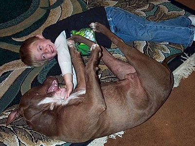 Pit Bull pictures