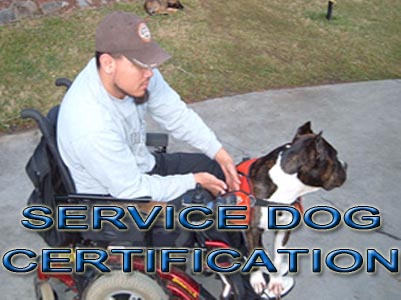 Pit Bull service Dog Certification
