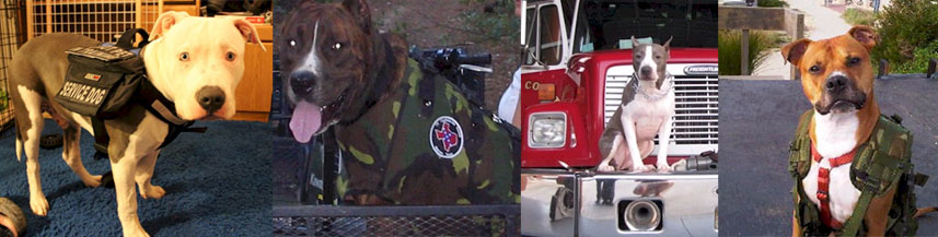 pit bull service dogs