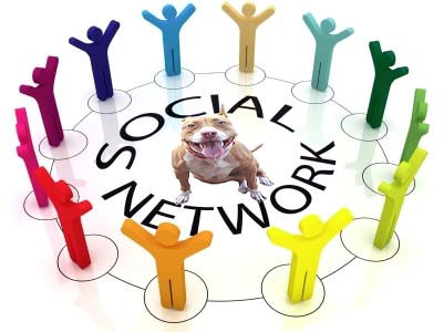 Pit Bull Social Network