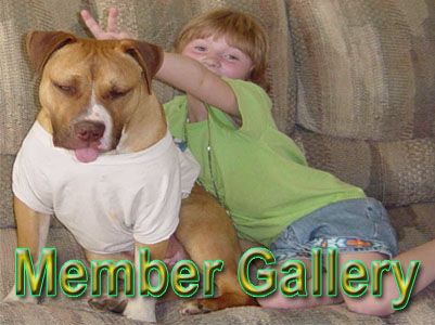 APBR Member Pit Bull picture gallery