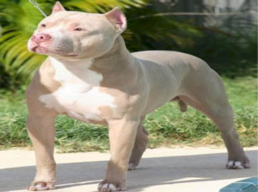 red Pit Bull pictures 1