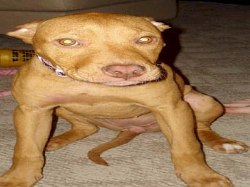 red Pit Bull pictures 17