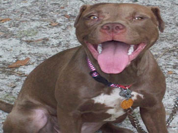 red Pit Bull pictures 18