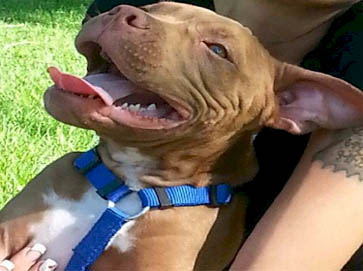 red Pit Bull pictures 2