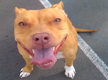 red Pit Bull pictures 3