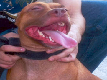 red Pit Bull pictures 4