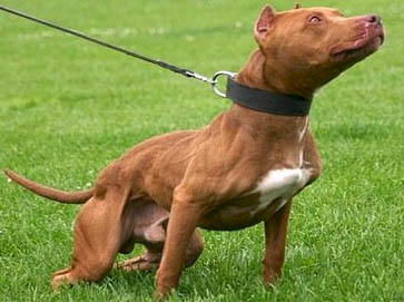 red Pit Bull pictures 6