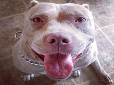 red Pit Bull pictures 7