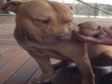 red Pit Bull pictures 8