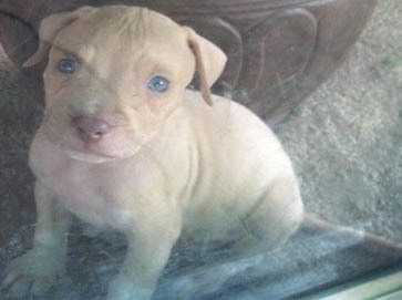 red Pit Bull puppy pictures 17