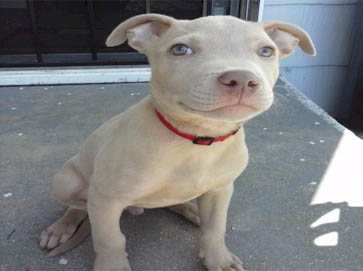 red Pit Bull puppy pictures 5