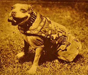 sgt. stubby pitbull