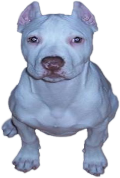 white pit bull