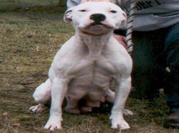 white Pit Bull pictures 14