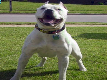 white Pit Bull pictures 5
