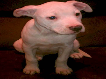 white Pit Bull puppy pictures 2