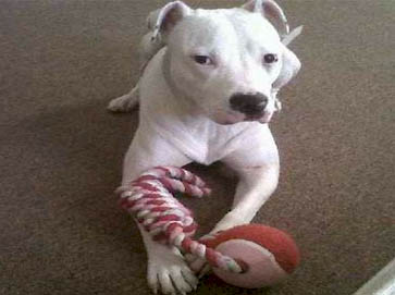 white Pit Bull puppy pictures 3